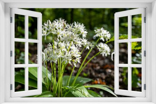 Fototapeta Naklejka Na Ścianę Okno 3D - Wild Garlic - Allium ursinum