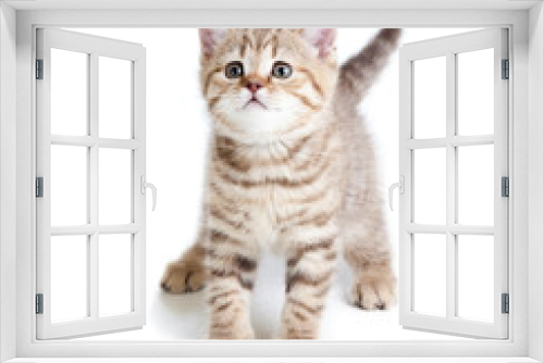 Fototapeta Naklejka Na Ścianę Okno 3D - funny baby cat kitten on white background