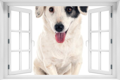 Fototapeta Naklejka Na Ścianę Okno 3D - jack russel terrier