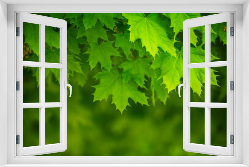 Fototapeta Naklejka Na Ścianę Okno 3D - Maple leaves background