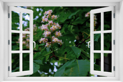 Fototapeta Naklejka Na Ścianę Okno 3D - Kasztanowiec (Aesculus L.) – rodzaj drzew, rzadziej krzewów należących do rodziny mydleńcowatych (Sapindaceae).