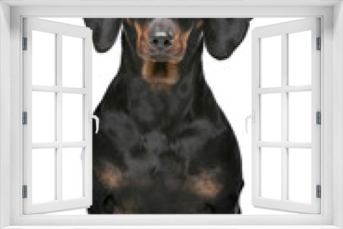 Fototapeta Naklejka Na Ścianę Okno 3D - black and tan dachshund
