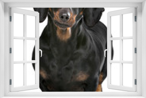 Fototapeta Naklejka Na Ścianę Okno 3D - black and tan dachshund