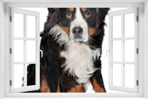 Fototapeta Naklejka Na Ścianę Okno 3D - Bernese Mountain dog