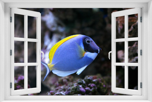 Fototapeta Naklejka Na Ścianę Okno 3D - Powder-Blue Sergeonfish Scientific : Acanthurus leucosternon 