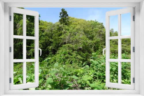 Fototapeta Naklejka Na Ścianę Okno 3D - 新緑の森