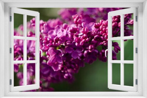 Fototapeta Naklejka Na Ścianę Okno 3D - Lilac flowers close up view in the garden
