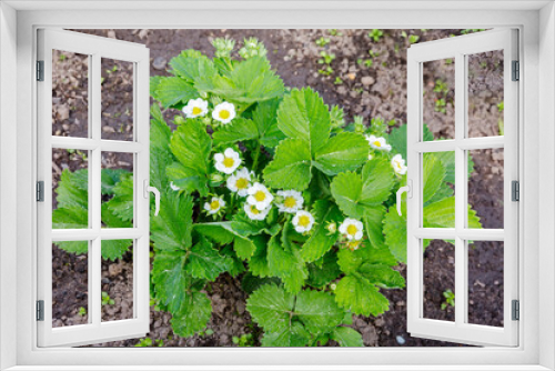 Fototapeta Naklejka Na Ścianę Okno 3D - Strawberries are blooming.
 Good care for strawberries and top dressing is extremely necessary during the flowering period.