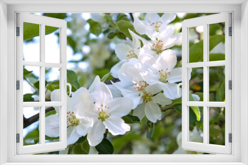 Fototapeta Naklejka Na Ścianę Okno 3D - An apple white flowers