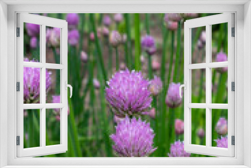 Fototapeta Naklejka Na Ścianę Okno 3D - Chives, scientific name Allium schoenoprasum