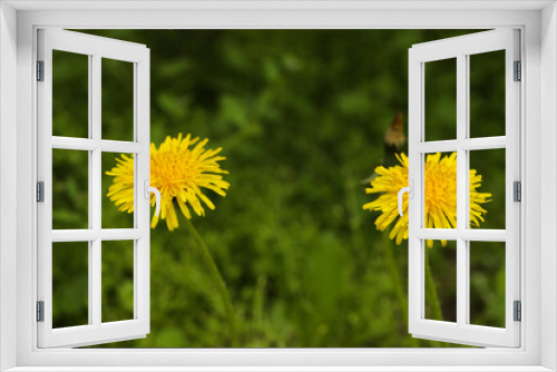 Fototapeta Naklejka Na Ścianę Okno 3D - Beautiful yellow dandelions growing outdoors, closeup view