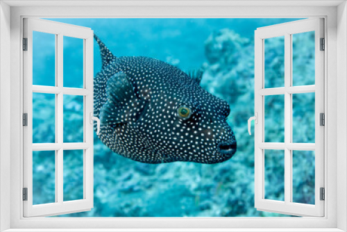 Fototapeta Naklejka Na Ścianę Okno 3D - Black Puffer Fish at the bottom of the Indian Ocean