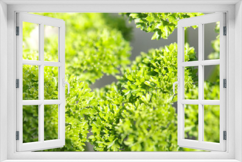 Fototapeta Naklejka Na Ścianę Okno 3D - pflanze nah