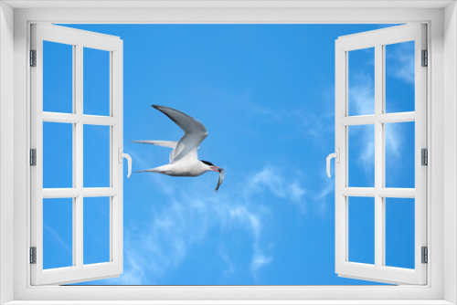 Fototapeta Naklejka Na Ścianę Okno 3D - A Common Tern flying on a blue sky with a small fish in its mouth