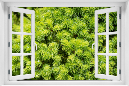 Fototapeta Naklejka Na Ścianę Okno 3D - Zypresse (Nahaufnahme)