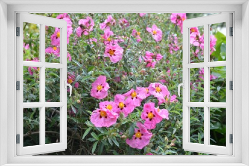 Fototapeta Naklejka Na Ścianę Okno 3D - Beautiful flowers in a garden . Brittany France