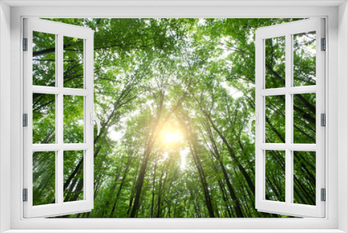 Fototapeta Naklejka Na Ścianę Okno 3D - forest trees. nature green wood sunlight backgrounds