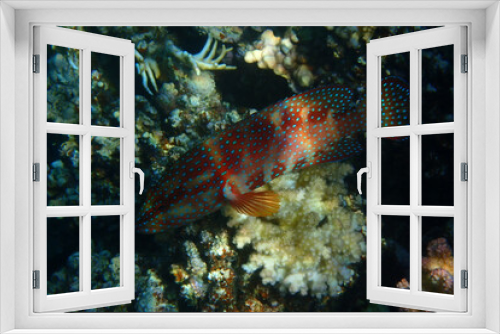 Fototapeta Naklejka Na Ścianę Okno 3D - unknown fish from red sea