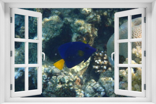 Fototapeta Naklejka Na Ścianę Okno 3D - Yellowtail tang - (Zebrasoma xanthurum) fish