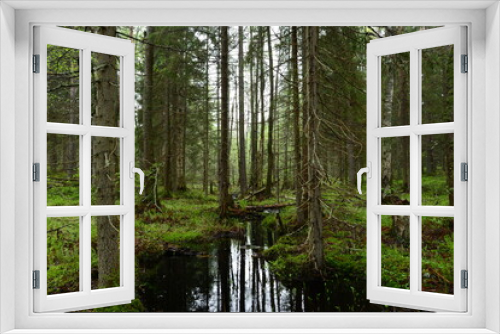 Fototapeta Naklejka Na Ścianę Okno 3D - Spring brook between forest tree roots