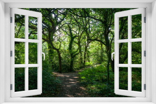 Fototapeta Naklejka Na Ścianę Okno 3D - A beautiful woodland scene: Carter's Copse, Alver Valley, Gosport, Hampshire, UK