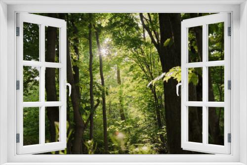 Fototapeta Naklejka Na Ścianę Okno 3D - Fantastic dance of light in the the forest shadows reflecting of the leafs