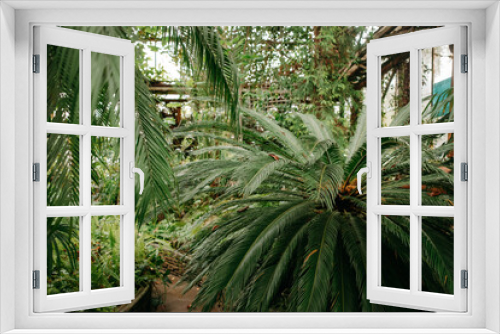 Fototapeta Naklejka Na Ścianę Okno 3D - palm tree in the botanical garden