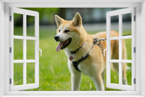 Fototapeta Naklejka Na Ścianę Okno 3D - happy dog laying in grass in summer