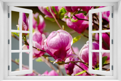 Fototapeta Naklejka Na Ścianę Okno 3D - Magnolia spring flowers