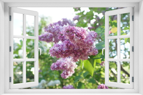 Fototapeta Naklejka Na Ścianę Okno 3D - Blooming lilac bushes in spring