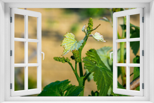 Fototapeta Naklejka Na Ścianę Okno 3D - Young vineyard in spring