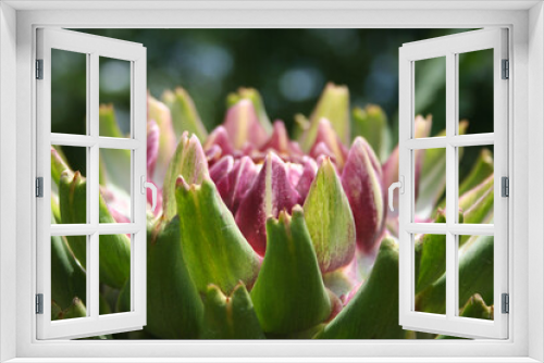 Fototapeta Naklejka Na Ścianę Okno 3D - Artichoke in Garden With Blurred Green Plant Background