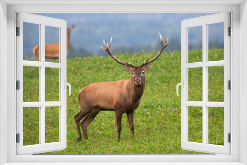 Fototapeta Naklejka Na Ścianę Okno 3D - Majestic red deer, cervus elaphus, staring from clover meadow with hind in background in autumn. Disturbed stag looking angry in cloudy weather. Game with big antlers grazing on wildflower clearing.