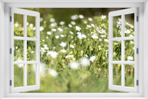 Fototapeta Naklejka Na Ścianę Okno 3D - Wald, Blumen und mehr. Draussen ist es am schönsten.