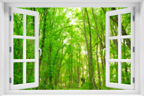 Fototapeta Naklejka Na Ścianę Okno 3D - Green forest, spring time
