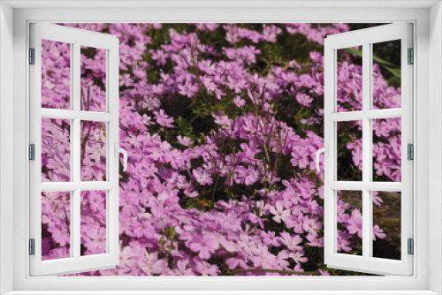 Fototapeta Naklejka Na Ścianę Okno 3D - Ein rosa Phlot subulata busch