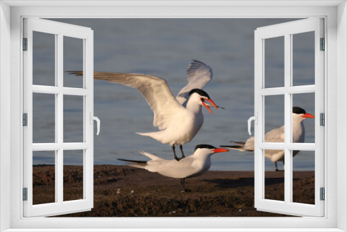 Fototapeta Naklejka Na Ścianę Okno 3D - Caspian Terns flying, fishing, mating, relating, deciding whether to feed fish to mate or not, and relaxing on sand spit in lake in spring at evening
