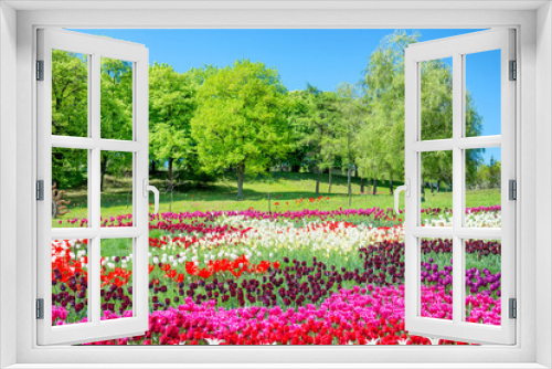 Fototapeta Naklejka Na Ścianę Okno 3D - Field of tulips in the park