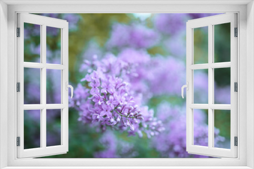 Fototapeta Naklejka Na Ścianę Okno 3D - purple flowers