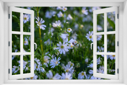 Fototapeta Naklejka Na Ścianę Okno 3D - Great chickweed Stellaria holostea, edible wild flowers,  nature spring season wild blossoms