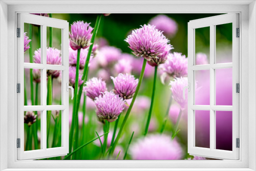 Fototapeta Naklejka Na Ścianę Okno 3D - Schnittlauch - Allium schoenoprasum - chives - ciboulette - Schnittlauchblüten