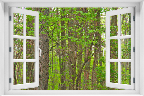 Fototapeta Naklejka Na Ścianę Okno 3D - 新緑の葉が鮮やかな森の木立。
