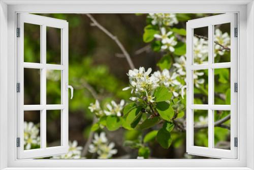 Fototapeta Naklejka Na Ścianę Okno 3D - White Tree Blossoms Blooming in the Spring