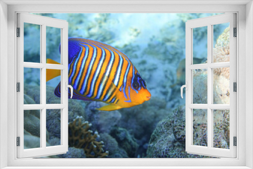 Fototapeta Naklejka Na Ścianę Okno 3D - Royal or Regal Angelfish (Pygoplites diacanthus ) - red Sea