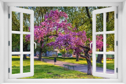Fototapeta Naklejka Na Ścianę Okno 3D - Różowe kolorowe wiosenne kwitnące drzewa w Krakowie