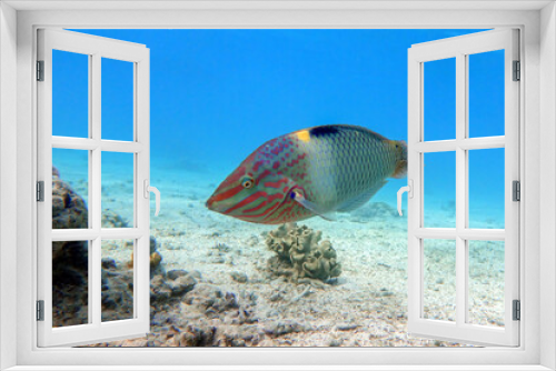 Fototapeta Naklejka Na Ścianę Okno 3D - Coral fish - Checkerboard wrasse - (Halichoeres hortulanus) - Red Sea