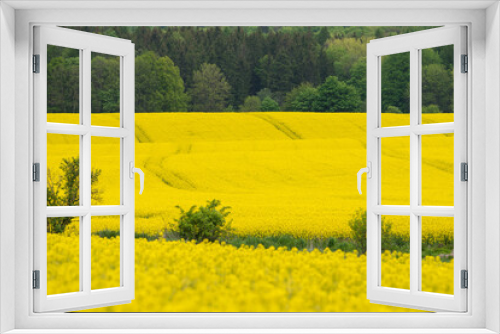 Fototapeta Naklejka Na Ścianę Okno 3D - Pofałdowane pole porośnięte kwitnącym rzepakiem.