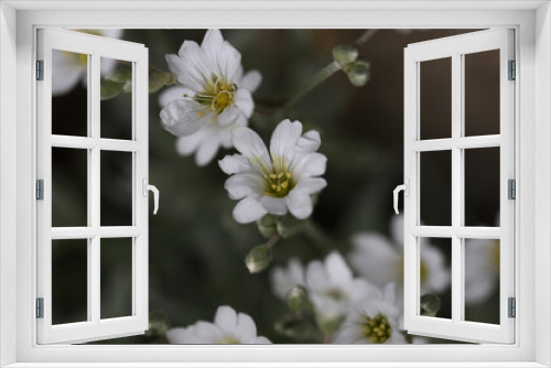 Fototapeta Naklejka Na Ścianę Okno 3D - White flowers close up on blurred background