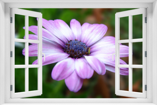 Fototapeta Naklejka Na Ścianę Okno 3D - flor violeta