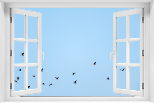 Fototapeta Naklejka Na Ścianę Okno 3D - Lesser Whistling Duck
